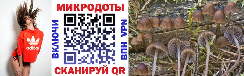 где найти   Альметьевск  Галлюциногенные грибы Cubensis 